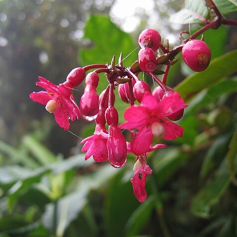 Fuchsia jimenezii unspecified picture