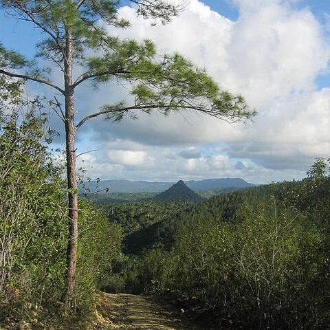 Pinus cubensis unspecified picture