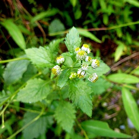 Dichrocephala integrifolia unspecified picture