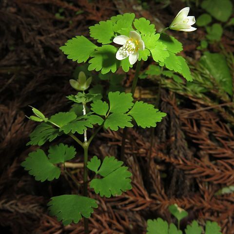 Dichocarpum trachyspermum unspecified picture