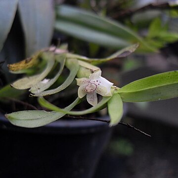 Dichaea elianae unspecified picture