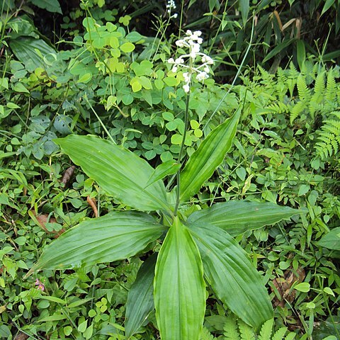 Dictyospermum montanum unspecified picture