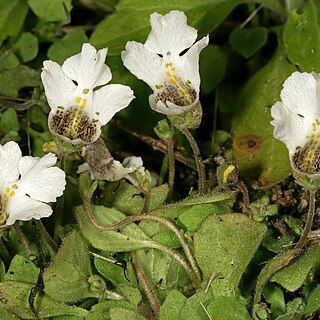 Diclis petiolaris unspecified picture