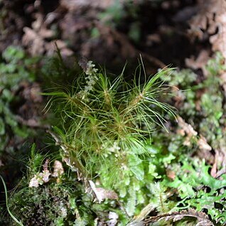 Dicranoloma menziesii unspecified picture