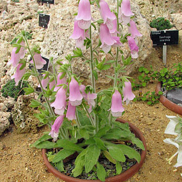 Digitalis minor unspecified picture