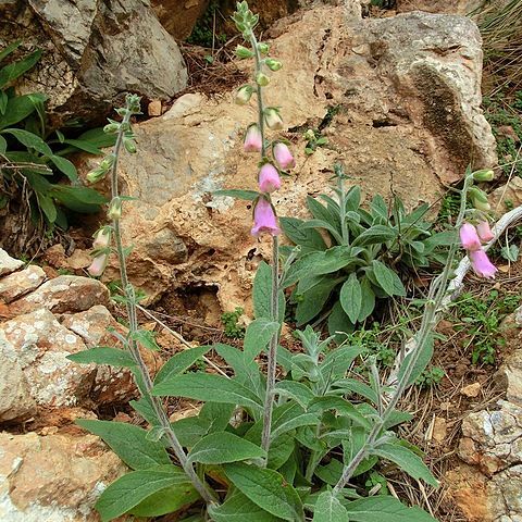 Digitalis minor unspecified picture