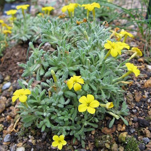 Dionysia aretioides unspecified picture