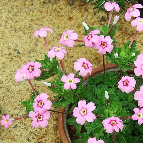 Dionysia involucrata unspecified picture