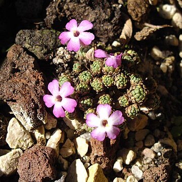 Dionysia bryoides unspecified picture