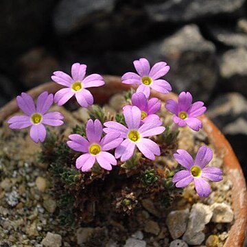 Dionysia khatamii unspecified picture