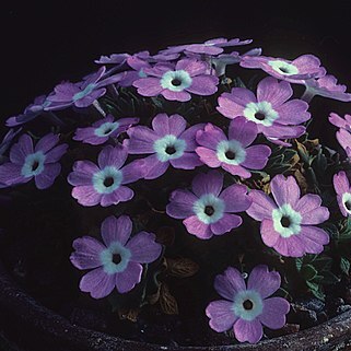 Dionysia viscidula unspecified picture