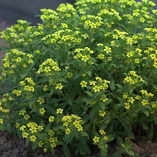 Dionysia viva unspecified picture