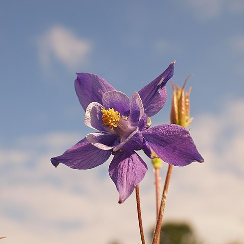 Aquilegia dinarica unspecified picture