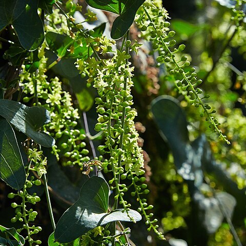 Dioscorea sylvatica unspecified picture