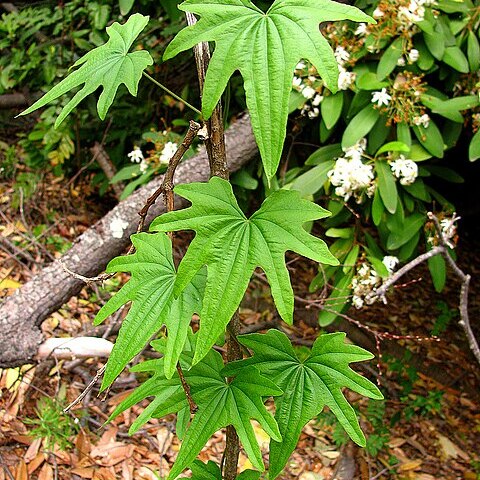 Dioscorea brachybotrya unspecified picture