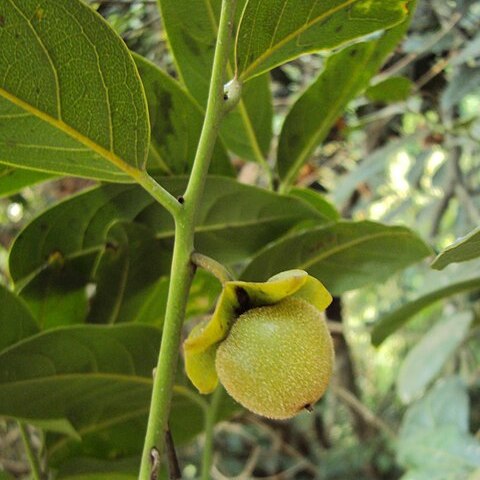 Diospyros paniculata unspecified picture