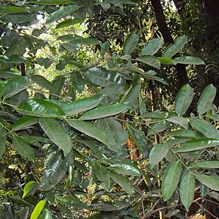 Diospyros bourdillonii unspecified picture