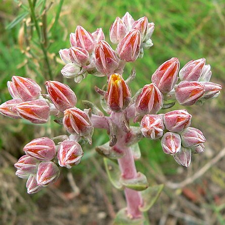 Dudleya palmeri unspecified picture