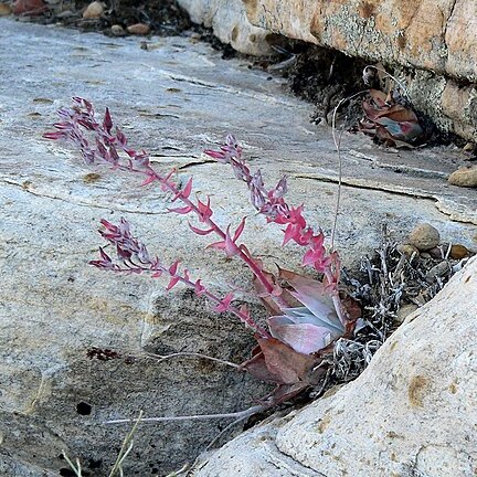 Dudleya arizonica unspecified picture