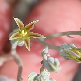 Dudleya abramsii unspecified picture