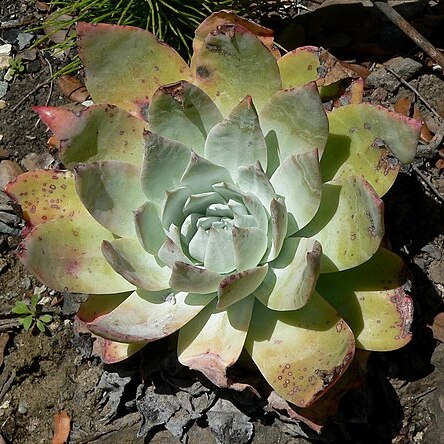 Dudleya anthonyi unspecified picture