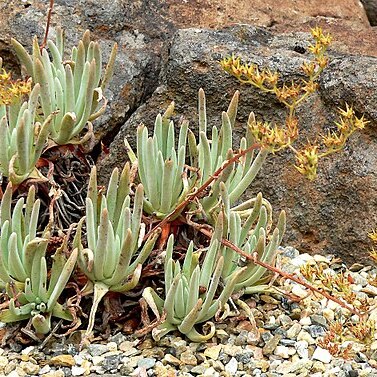 Dudleya virens unspecified picture