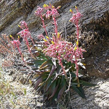 Dudleya saxosa unspecified picture