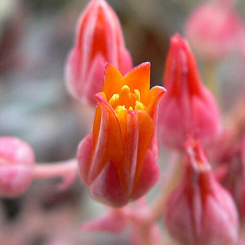 Dudleya cymosa unspecified picture