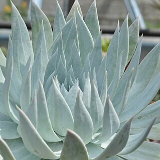 Dudleya brittonii unspecified picture