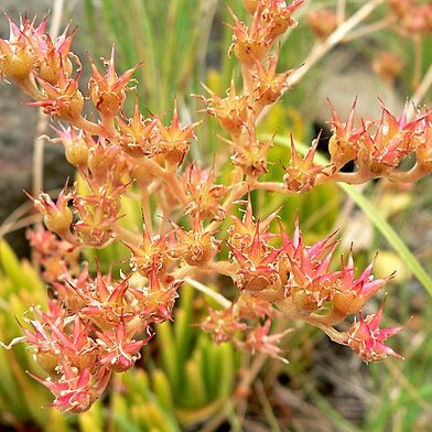 Dudleya viscida unspecified picture