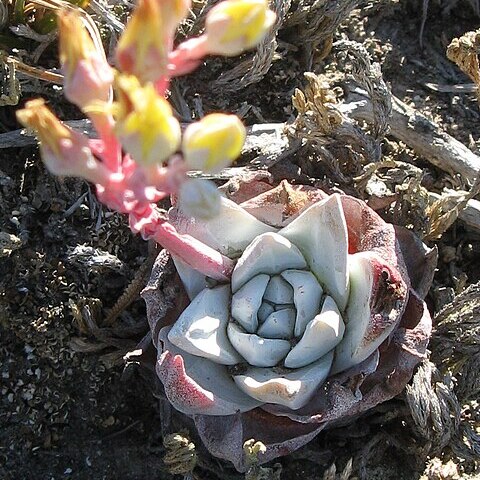 Dudleya gnoma unspecified picture