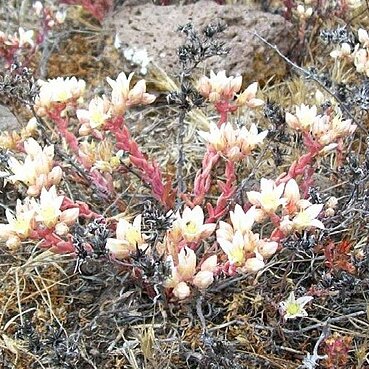 Dudleya nesiotica unspecified picture