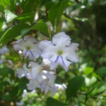 Duranta vestita unspecified picture