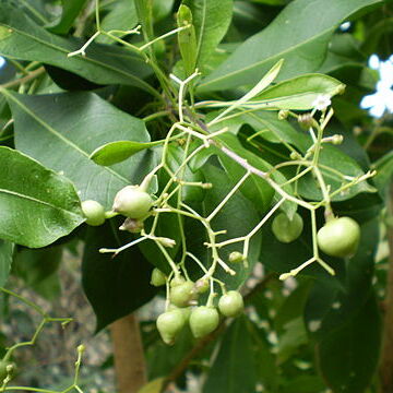 Duboisia myoporoides unspecified picture