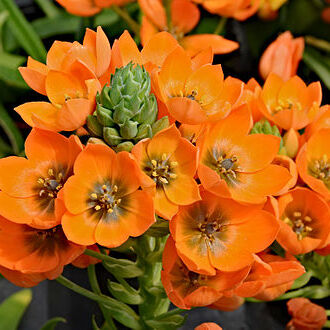 Ornithogalum dubium unspecified picture