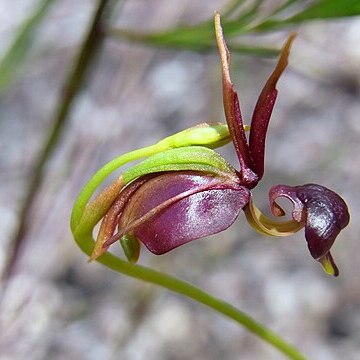 Caleana major unspecified picture