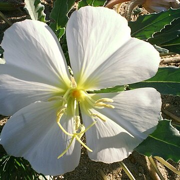 Oenothera deltoides unspecified picture