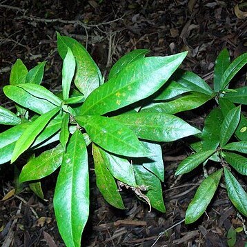 Eupomatia bennettii unspecified picture