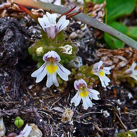 Euphrasia picta unspecified picture