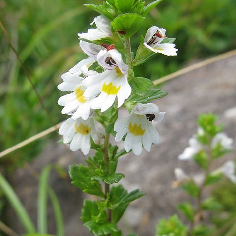 Euphrasia insignis unspecified picture