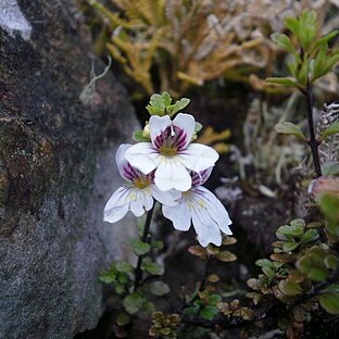 Euphrasia cuneata unspecified picture