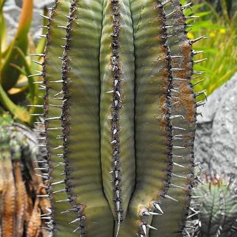 Euphorbia polygona unspecified picture