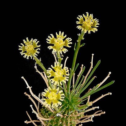 Euphorbia filiflora unspecified picture