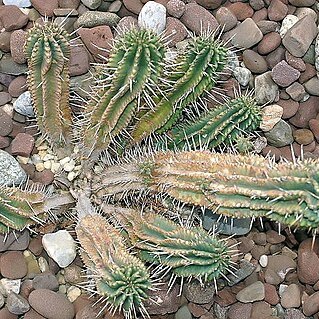 Euphorbia laciniata unspecified picture