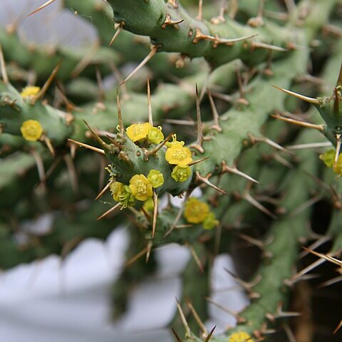 Euphorbia gillettii unspecified picture