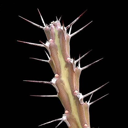 Euphorbia gillettii unspecified picture