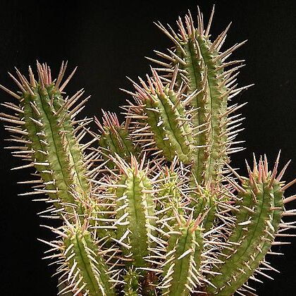 Euphorbia ferox unspecified picture