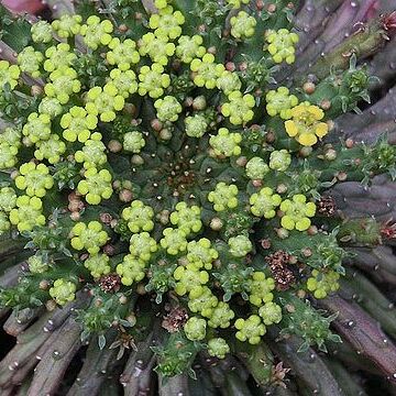 Euphorbia flanaganii unspecified picture