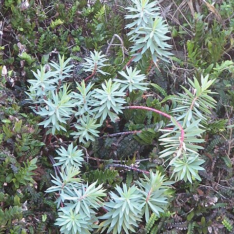 Euphorbia glauca unspecified picture