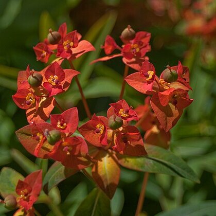 Euphorbia griffithii unspecified picture